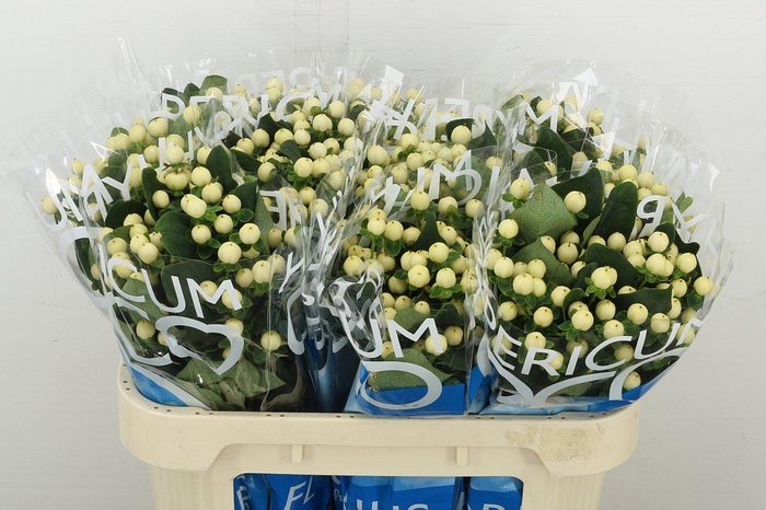 <h4>Hyp Coco Bellimo</h4>