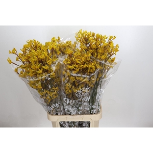 Anigozanthos Skippy Midday