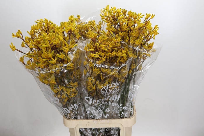 <h4>Anigozanthos Skippy Midday</h4>