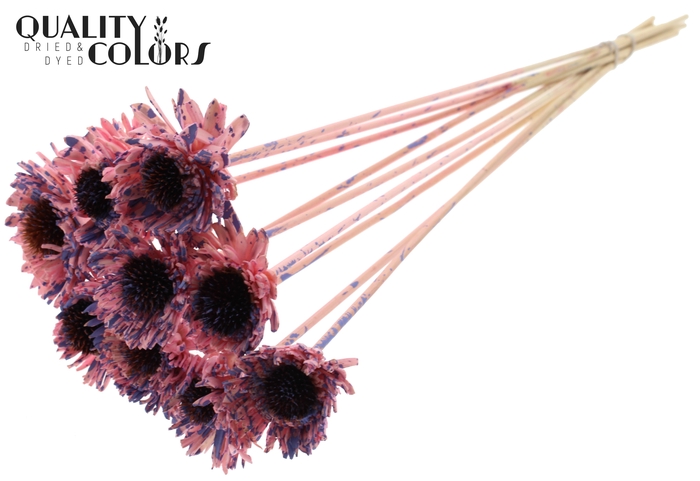 Shola Daisy Sunflower 6cm on stem Splashed Pink/Milka