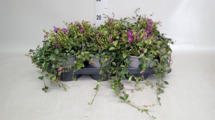 <h4>Vinca minor</h4>