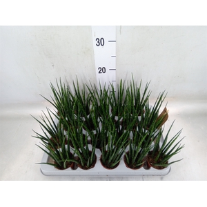 Sansevieria  'Fernwood'