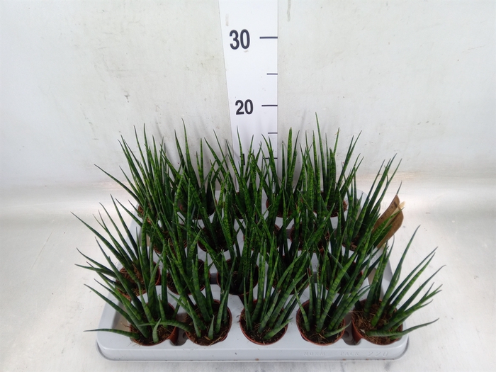 <h4>Sansevieria  'Fernwood'</h4>