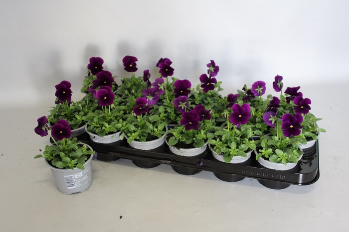 Viola cornuta F1 Purple/Violet