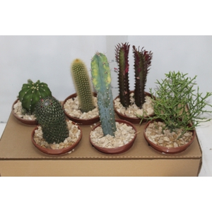 CACTUS VARIADO P15