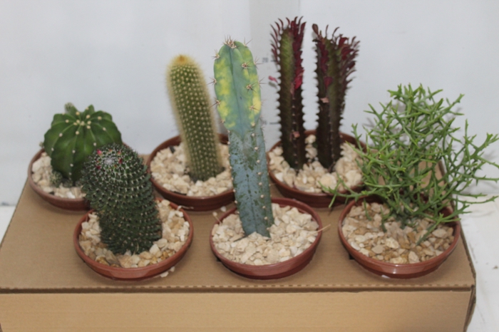 <h4>CACTUS VARIADO P15</h4>