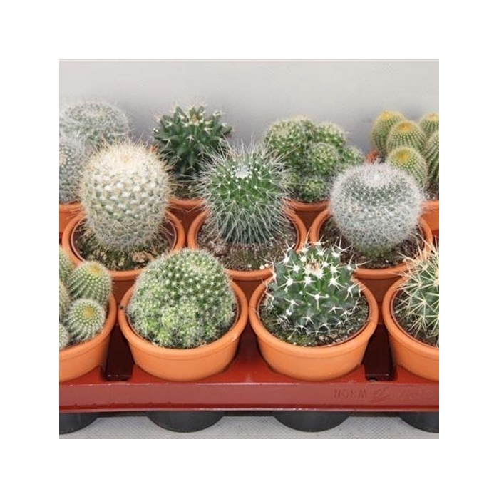 <h4>CACTUS GEM</h4>