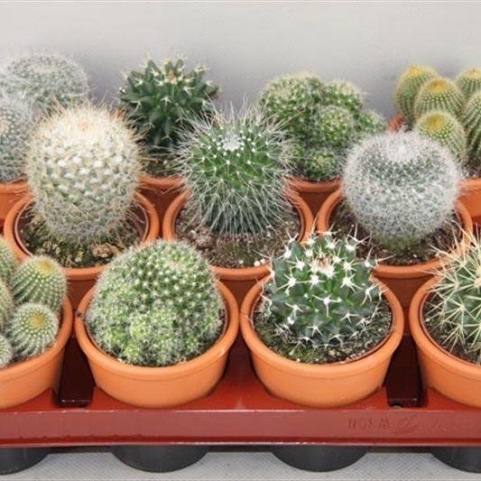 <h4>CACTUS GEM</h4>