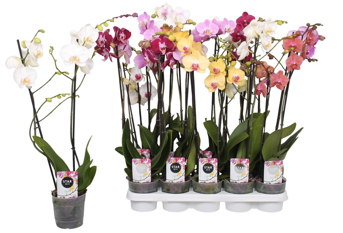 <h4>Phalaenopsis Star Mix, 2-spike 12+</h4>