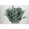 Pres Euca Stuartiana Green Bunch