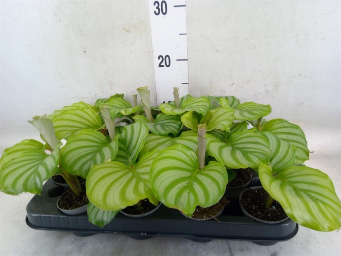 <h4>Calathea orbifolia</h4>