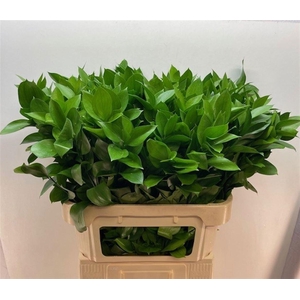 Ruscus hypophyllum (groot blad)