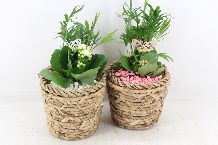 <h4>arr2 PL - Mand potje x4 naturel - roze/wit</h4>