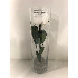 Glas met tuinroos Wit d6.5x23cmh