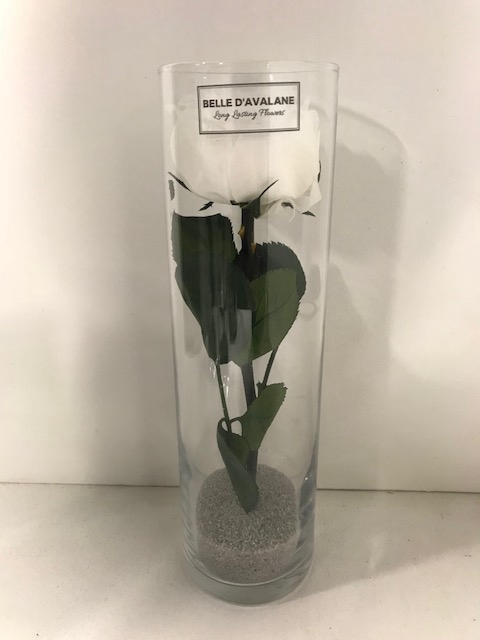 Glas met tuinroos Wit d6.5x23cmh