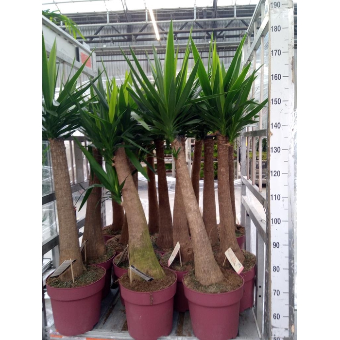 <h4>Yucca elephantipes   ...</h4>