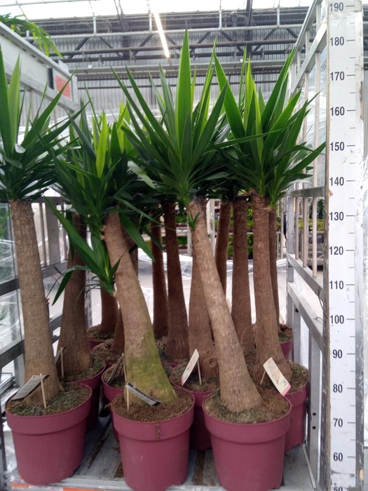 <h4>Yucca elephantipes   ...</h4>