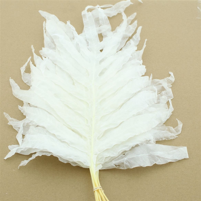 <h4>Pres Keel Fern Bleached White P Bnch</h4>