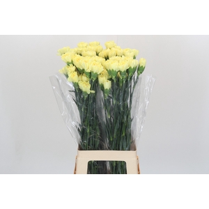 Dianthus St Hermes