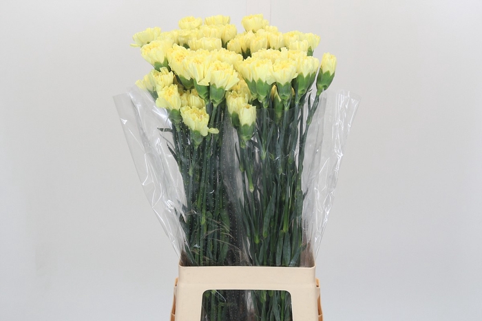 <h4>Dianthus St Hermes</h4>