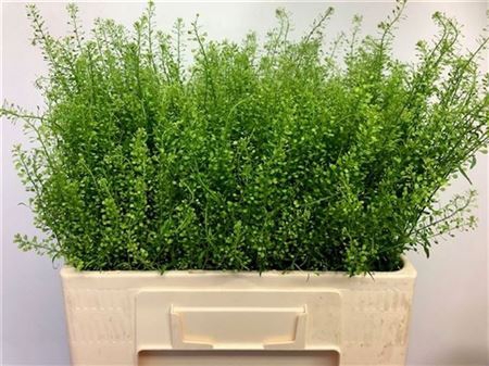 <h4>Lepidium Green Bell</h4>