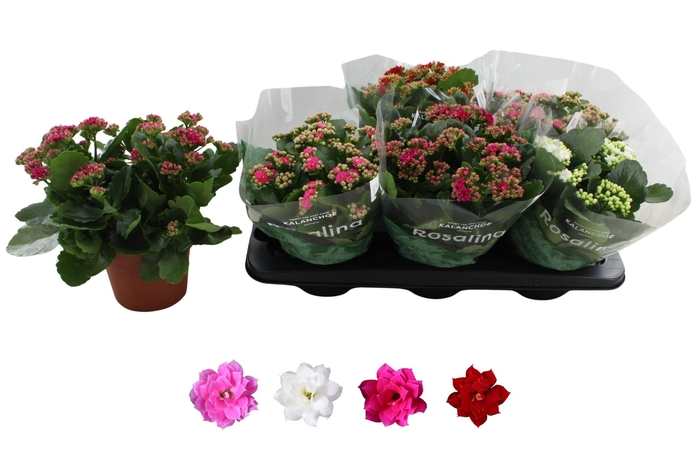 <h4>Kal Ge Ro Gem 4 Kl</h4>