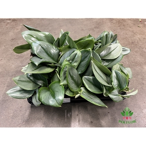 Scindapsus Moonlight 12Ø 30cm