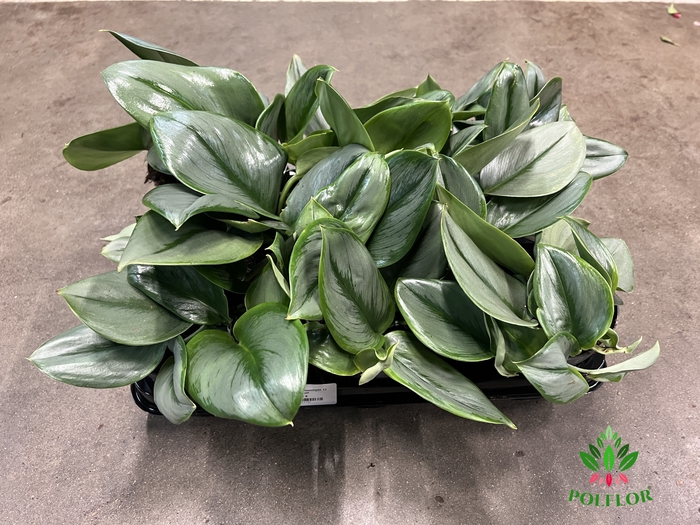 Scindapsus Moonlight 12Ø 30cm