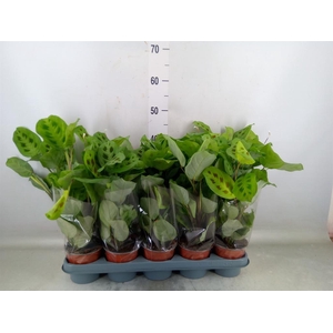 Maranta leuc. 'Kerchoveana'