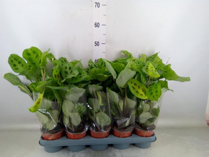 <h4>Maranta leuc. 'Kerchoveana'</h4>