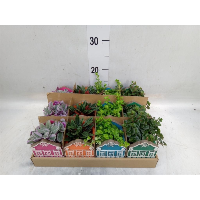 <h4>Planten  ..in schaal L%</h4>