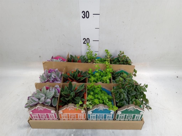 Planten  ..in schaal L%