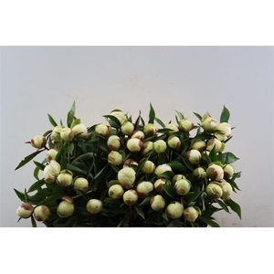 Paeo L Duchesse De Nemours Xl