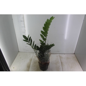 ZAMIOCULCAS P17