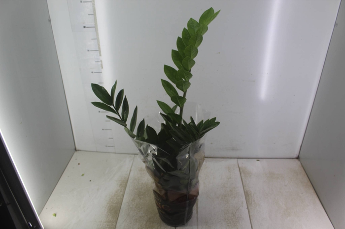 ZAMIOCULCAS P17