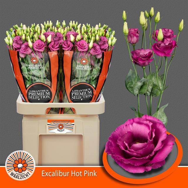 <h4>Eustoma gef Excalibur Hot Pink</h4>