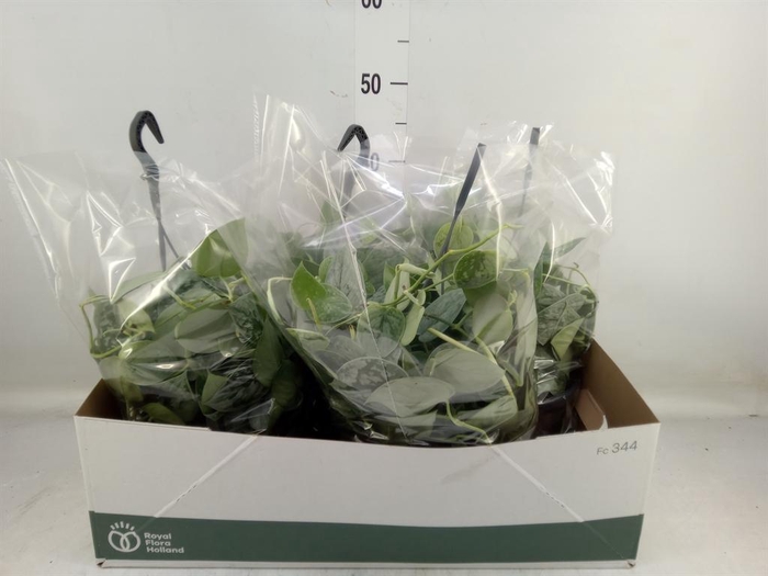 <h4>Scindapsus pictus 'Silvery Ann'</h4>