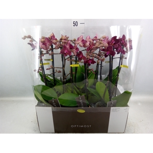 Phalaenopsis multi. 'Red Lion'