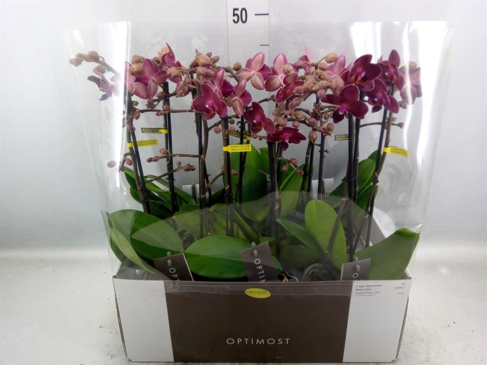 <h4>Phalaenopsis multi. 'Red Lion'</h4>