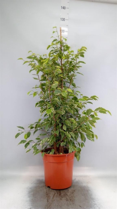 <h4>Ficus benja. 'Golden King'</h4>