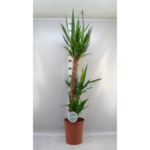 Yucca   ...
