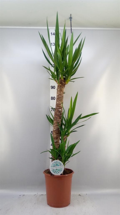 <h4>Yucca   ...</h4>