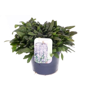 Ajuga