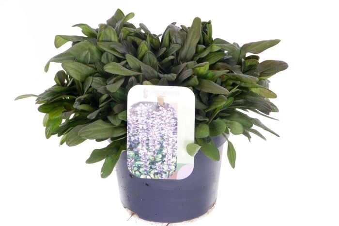 <h4>Ajuga</h4>