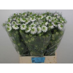 NIGE D MYSTERY WHITE
