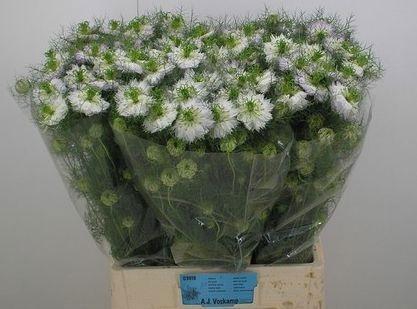 <h4>NIGE D MYSTERY WHITE</h4>
