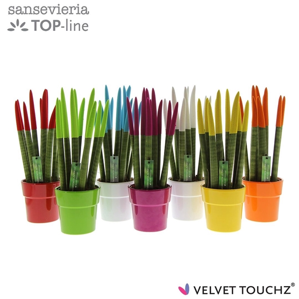 <h4>Sansevieria VELVET TOUCHZ® Mix in keramiek Edel</h4>