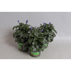 Salvia farinacea Sallyfun Deep ocean