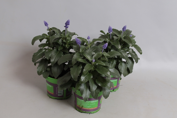 Salvia farinacea Deep ocean