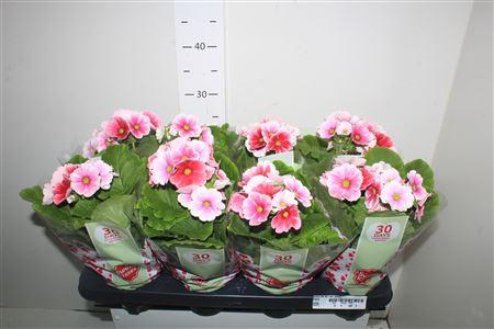 <h4>Prim Ob Tm Red White</h4>